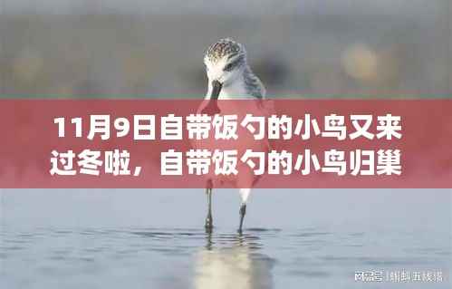 自带饭勺的小鸟归巢过冬,生态适应还是人类干预?