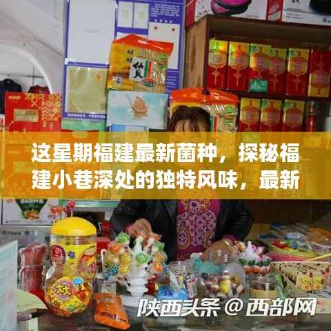 福建小巷深处的独特风味,最新菌种小店之旅探秘记