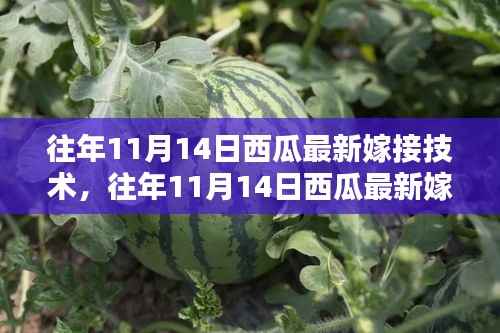 西瓜最新嫁接技术全解析,入门到精通的步骤指南(往年11月14日版)