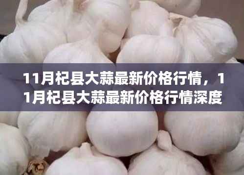 11月杞县大蒜价格行情深度解析与介绍