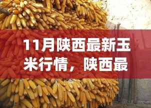 陕西玉米最新行情分析,市场动态、趋势展望与行情解读