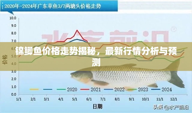 锦鲫鱼价格走势揭秘,最新行情分析与预测