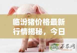 临汾猪价格最新行情揭秘,今日走势分析与预测