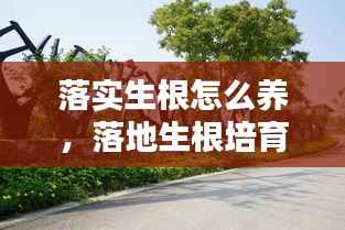 落实生根怎么养,落地生根培育