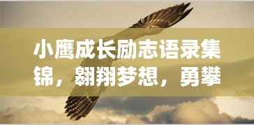 小鹰成长励志语录集锦,翱翔梦想,勇攀高峰!