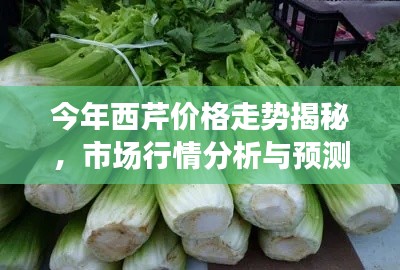 今年西芹价格走势揭秘,市场行情分析与预测