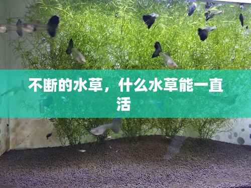 不断的水草,什么水草能一直活